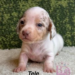 Tele - Dapple female Dachshund puppy in Lexington, Oklahoma from BooneDox Miniature Dachshunds
