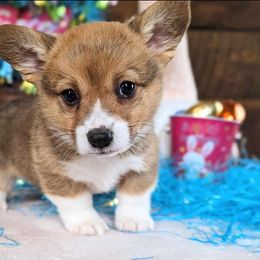 Pembroke Welsh Corgi Puppies from Rose Water Corgis
