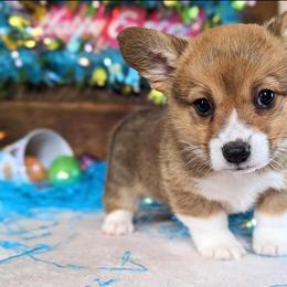 Pembroke Welsh Corgi Puppies from Rose Water Corgis