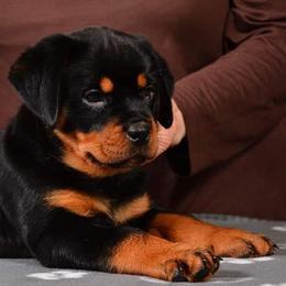 Rottweiler Puppies from Galaxia Rottweilers