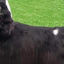 Cocker Spaniels from Camelot