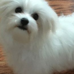 Maltese from California Marvalous Maltese