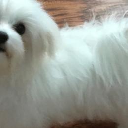 Maltese from California Marvalous Maltese