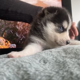 Boy 3 - Pomsky puppy in Florida from Alyssa's Pomskies