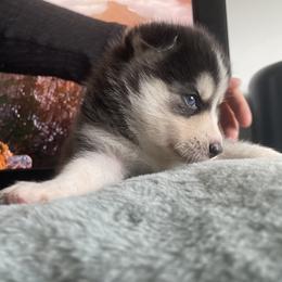 Boy 3 - Pomsky puppy in Florida from Alyssa's Pomskies