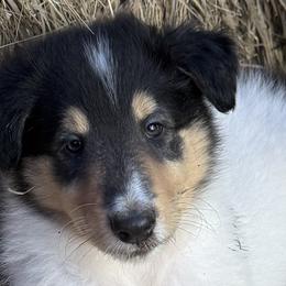 Collies from Hedge Haven Farm