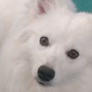 American Eskimo Dogs from Hill Top Eskies