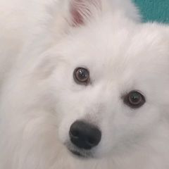 American Eskimo Dogs from Hill Top Eskies