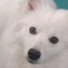 American Eskimo Dogs from Hill Top Eskies