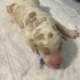 Blue collar - Parti male Poodle puppy in Port Saint Lucie, Florida from Abbott Standard Poodles