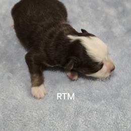 Boy 1 - Red tri male Miniature Australian Shepherd puppy in Bend, Oregon from Badlands Toy and Mini Aussies