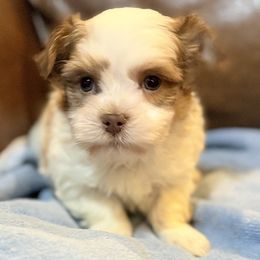 Snickers - Fawn male Havanese puppy in Lancaster, South Carolina from 3 Bs Havanese-PUPPIES with  PURPOSE
