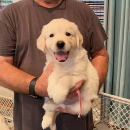 Ms. Pink - Light golden female Golden Retriever puppy in Crestview, Florida from Pushin’ Sand Goldens
