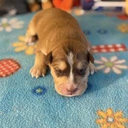 Aragor - Red and white male Pomsky puppy in Campton Hills, Illinois from Urban Miracle’s