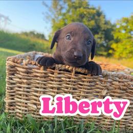 Liberty - Chocolate female Labrador Retriever puppy in Lucasville, Ohio from Backwoods Labradors