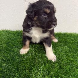 Kiara - Black tri-color female Australian Shepherd puppy in Smithfield, Utah from C&C Ranch