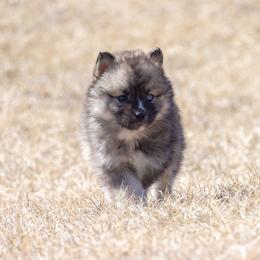 Pomsky Puppies from New World Pomskies