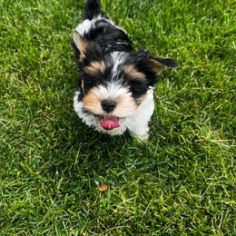 Grey - Black tan and white male Biewer Terrier puppy in Dakota Dunes, South Dakota from Dunes Pups