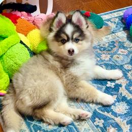 Hugo - Black and white male Pomsky puppy in Michigan from Blue Water Pomskies