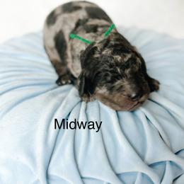 Midway - Merle male Goldendoodle puppy in Pasco, Washington from Camp Doodle Woods