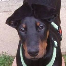 Doberman Pinschers from Elaine's Dobermans