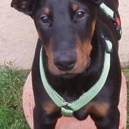 Doberman Pinschers from Elaine's Dobermans