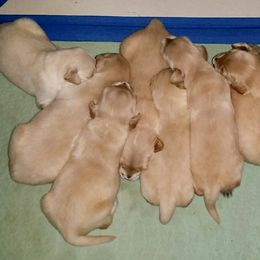 French Bulldog, Goldendoodle, and Golden Retriever Puppies from Crystal Coast Kennels, LLC
