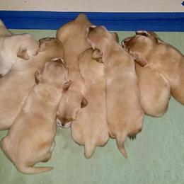 French Bulldog, Goldendoodle, and Golden Retriever Puppies from Crystal Coast Kennels, LLC