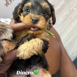 Dinero - Black and gold male Yorkipoo puppy in Atlanta, Georgia from YorkShih Pup & Co
