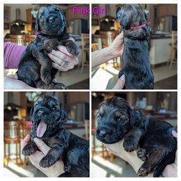 Pink Girl - Wheaten female Whoodle puppy in Kalispell, Montana from Countryman Whoodles