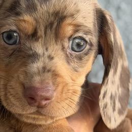 Dachshunds from Vanessa Haney