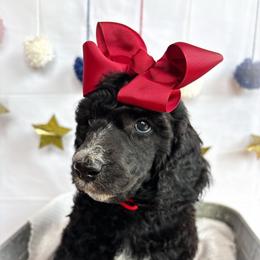 Jules - Black female Poodle puppy in Detroit Lakes, Minnesota from Pickerel Pups