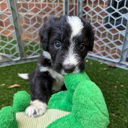 Hope (The Wasp) - female Australian Mountain Doodle puppy in Williamston, South Carolina from Sassy Bob’s Dogs