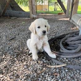 Jasper - Light golden male Golden Retriever puppy in Colville, Washington from Columbia Ridge Goldens