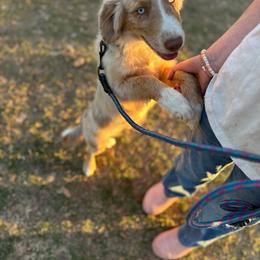Teddy - Red merle male Miniature Australian Shepherd puppy in Doddridge, Arkansas from Huddleston Farm