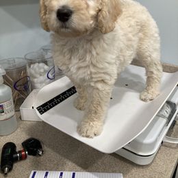 Double Doodle Puppies from Dog Paw Doodles