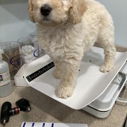 Double Doodle Puppies from Dog Paw Doodles