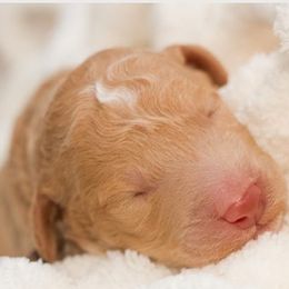 Goldendoodle Puppies from Small World Doodles