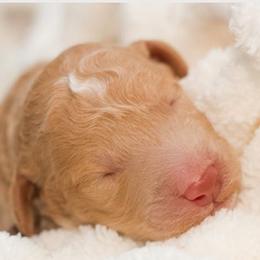 Goldendoodle Puppies from Small World Doodles