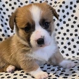 Pembroke Welsh Corgis from Desilu Corgis
