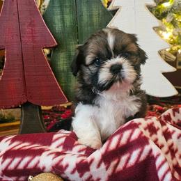 Boy 2(Dasher) - Gold and white male Shih Tzu puppy in North Carolina from WillowCreek Mountain View Shih Tzu