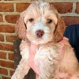 Layla (Lt. pink) - Buff female Cockapoo puppy in Denver, Pennsylvania from Greenview Puppies