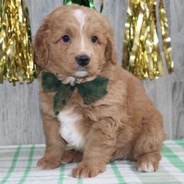 Goldendoodles from PawPrint Companions