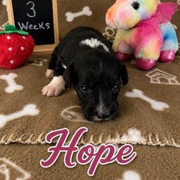 Hope - Black and white female Sheepadoodle puppy in Glen Rose, Texas from Clevenger’s Sheepadoodle Fur Baby Farm