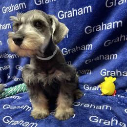 Blue collar - Salt and pepper male Miniature Schnauzer puppy in Comer, Georgia from Water Oak Farm