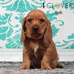 Hush - Red wheaten female Basset Fauve de Bretagne puppy in Carlisle, Pennsylvania from 4 Clovers Kennel