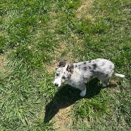 SWS Red - Blue merle male Border Collie puppy in Caney, Kansas from South Wind Stockdogs