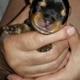 Yorkshire Terrier Puppies from Elite's Touch of Klas Yorkies