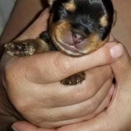 Yorkshire Terrier Puppies from Elite's Touch of Klas Yorkies