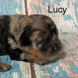Lucy - Merle female Cockapoo puppy in Lebanon, Missouri from Cobbs Creek Canines